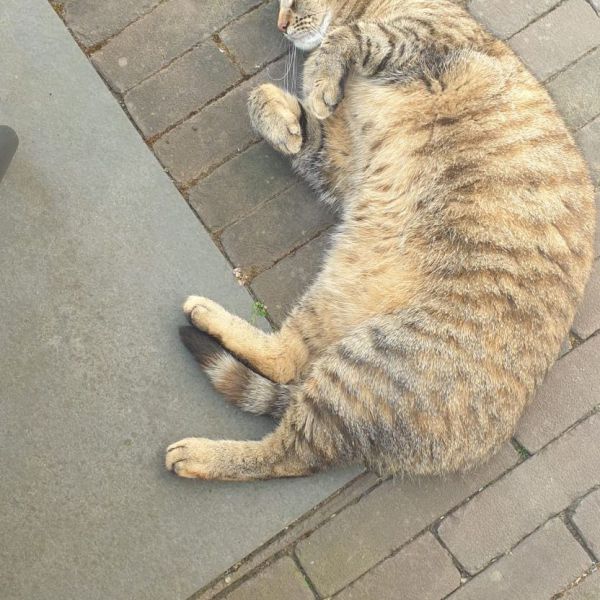 Jazz, Samba uit Soest zoekt een Kattenoppas