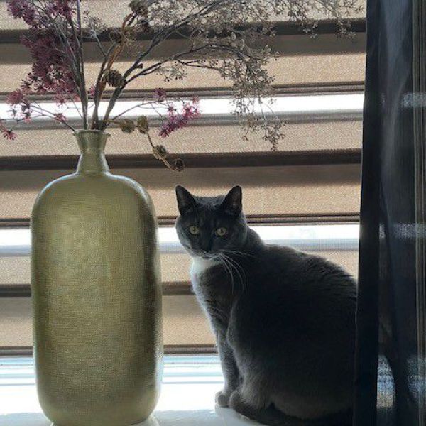 Joep uit Sneek zoekt een Kattenoppas