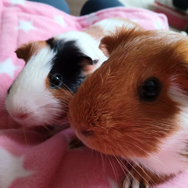 Jut & Juul uit Boxtel zoekt een Knaagdierenoppas