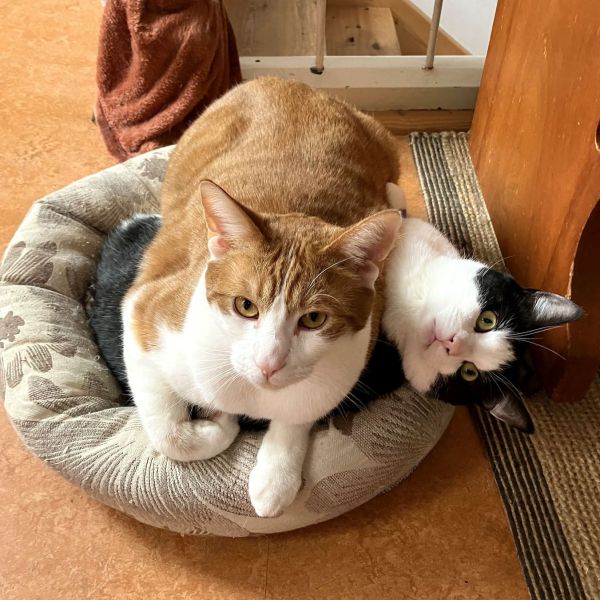 Dr. Dre en Edje uit Nieuwegein zoekt een Kattenoppas