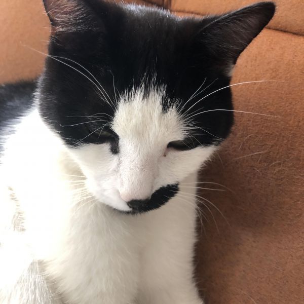 Huisdierenoppas Jules uit Utrecht