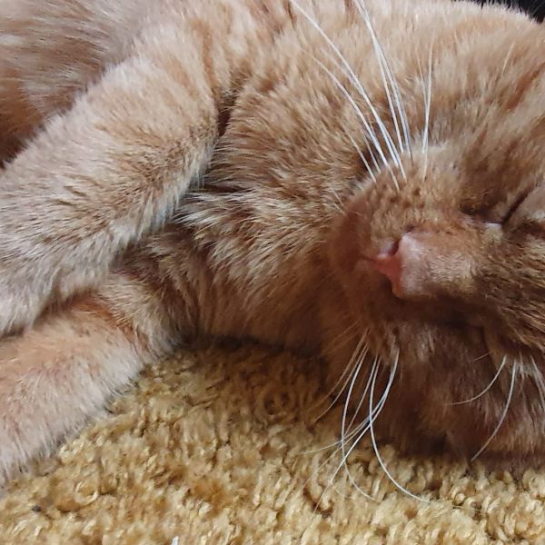 Manis uit Amsterdam zoekt een Kattenoppas