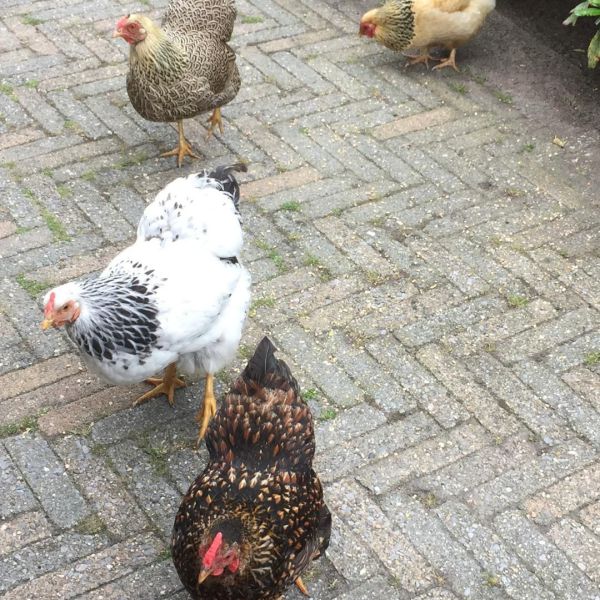 Madeleine uit Soesterberg zoekt een Vogeloppas