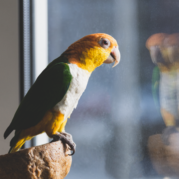 Kiwi, Baby, Ruby uit Den Haag zoekt een Vogeloppas