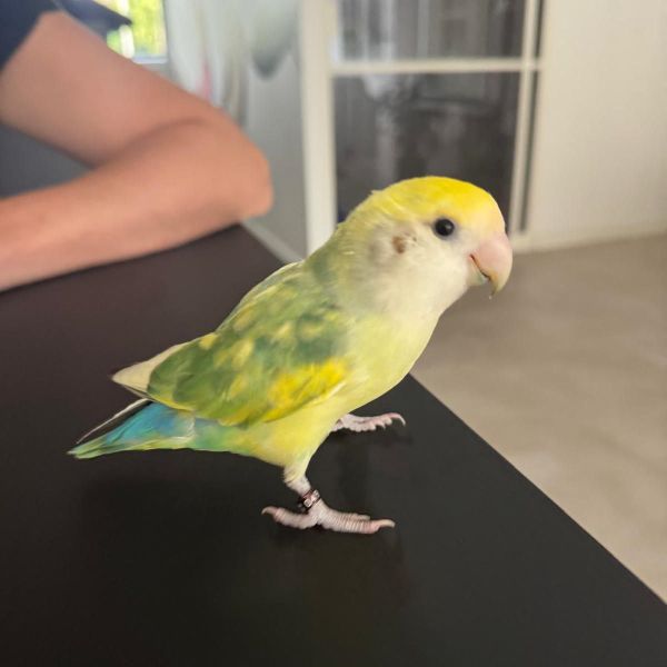 Kiwi uit Zoetermeer zoekt een Vogeloppas