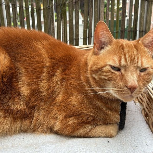 Koekie, Peertje uit Delft zoekt een Kattenoppas