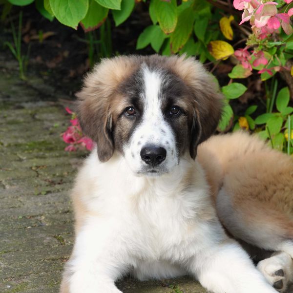 Gino uit Hooglanderveen zoekt een Hondenoppas