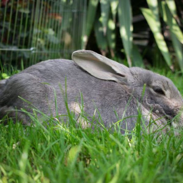 Pip uit Achterveld zoekt een Knaagdierenoppas