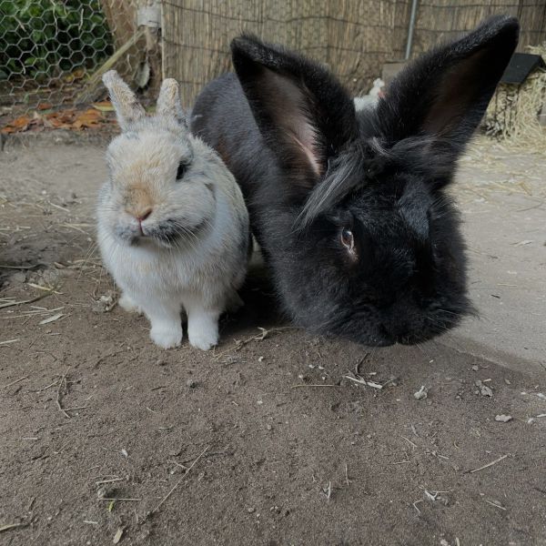 Daan, Ellie, Onze kippen uit Voorschoten zoekt een huisdierenoppas