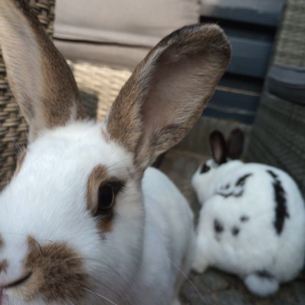 Huisdierenoppas Jasmijn uit Hoofddorp