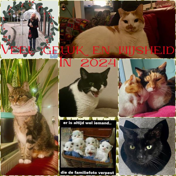 Karel, Wooster, Oshin uit Amsterdam, Noord-Holland, Nederland zoekt een Kattenoppas