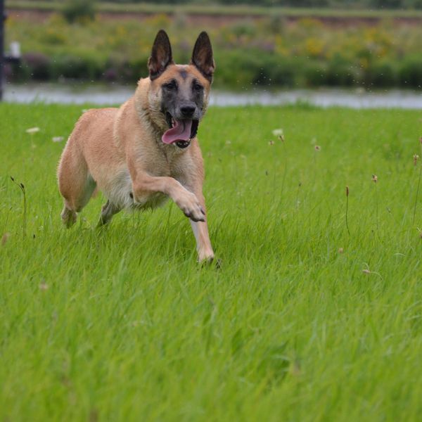 Layka uit Well/Nijmegen zoekt een Hondenoppas