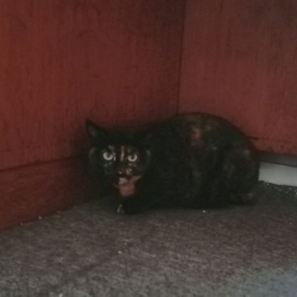 Liesje uit Tilburg zoekt een Kattenoppas