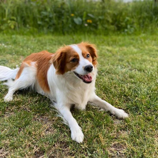 Lilly uit Drimmelen zoekt een Hondenoppas