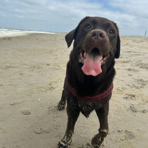 Lola uit Voorburg zoekt een Hondenoppas