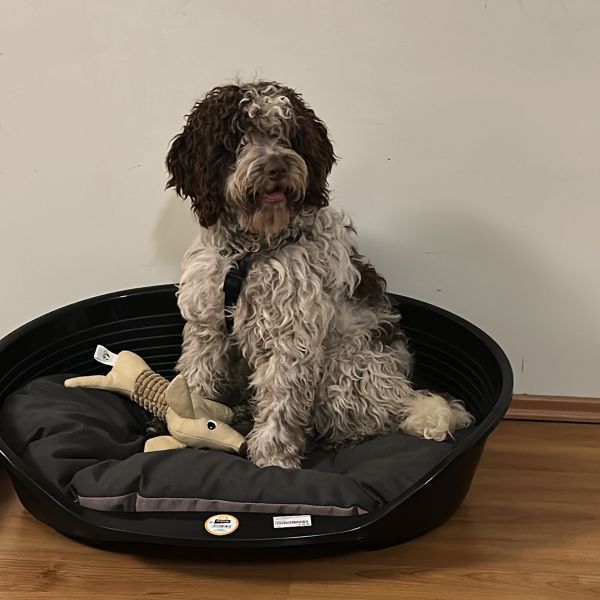 Lotta uit Den Haag zoekt een Hondenoppas