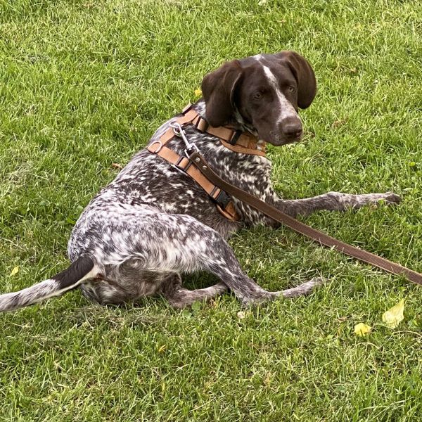 Lou uit Groningen zoekt een Hondenoppas
