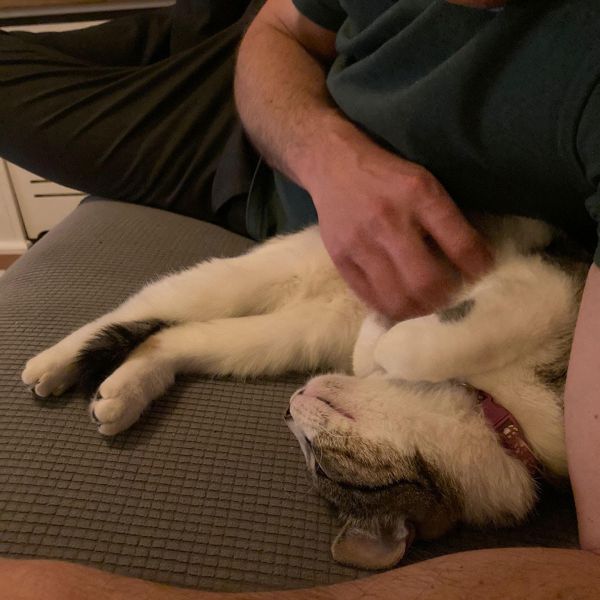 Lulu uit Utrecht zoekt een Kattenoppas