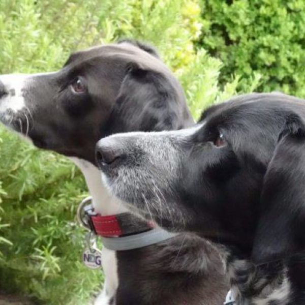 Luna, Tessa uit Schin Op Geul zoekt een Hondenoppas