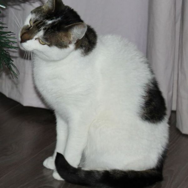 Marshall uit Bennekom zoekt een Kattenoppas