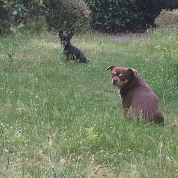 Max, Bowie uit Heemstede zoekt een Hondenoppas