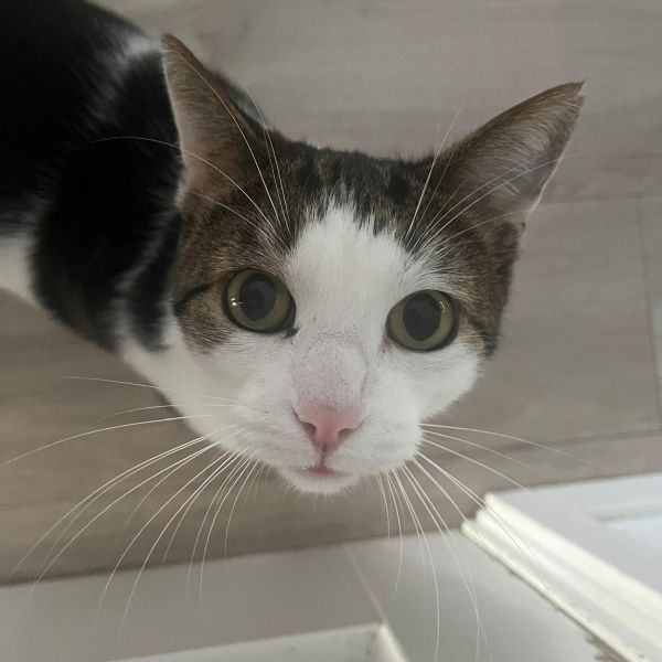 Max, Dex uit Zeist zoekt een Kattenoppas