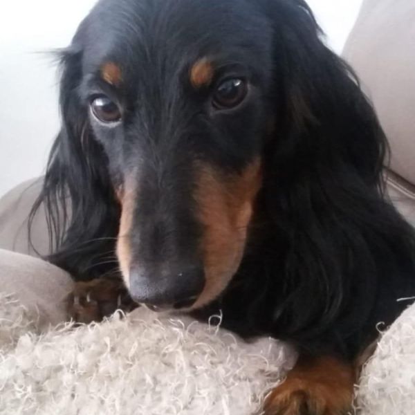 Hondenoppas Monique uit Eindhoven