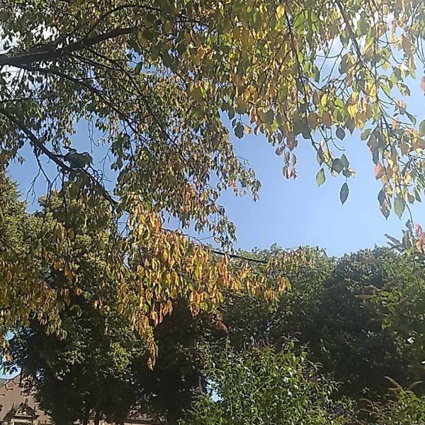 Huisdierenoppas Tara uit Amersfoort