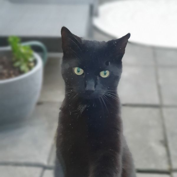 Mickey, Penny, Kiki uit Didam zoekt een Kattenoppas