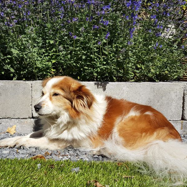 Mila uit Gieten zoekt een Hondenoppas