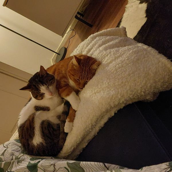 Milan, Wolly uit Veenendaal zoekt een Kattenoppas