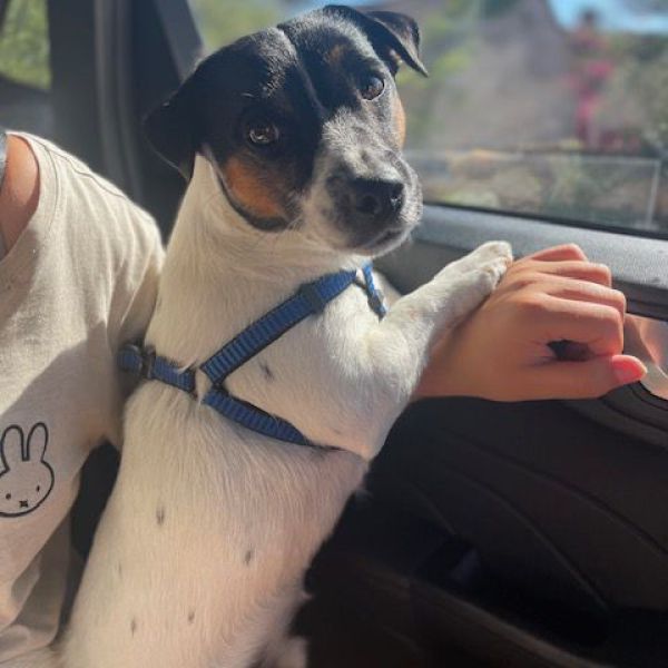 Milo uit Noordwijk zoekt een Hondenoppas