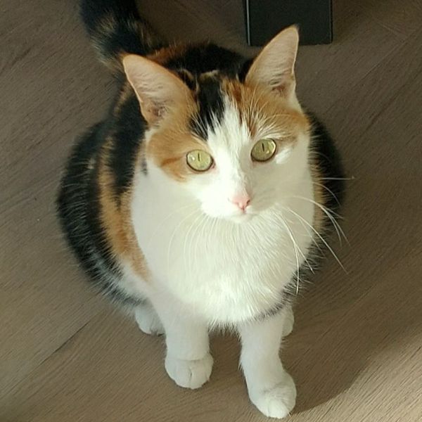 Minni, Pip uit Zwaag zoekt een Kattenoppas