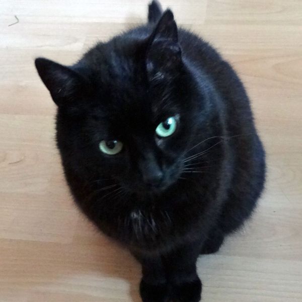 Minoes uit Weert zoekt een Kattenoppas