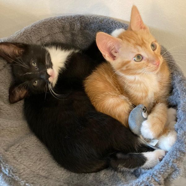 Maashi, Muffin uit Zwijndrecht zoekt een Kattenoppas