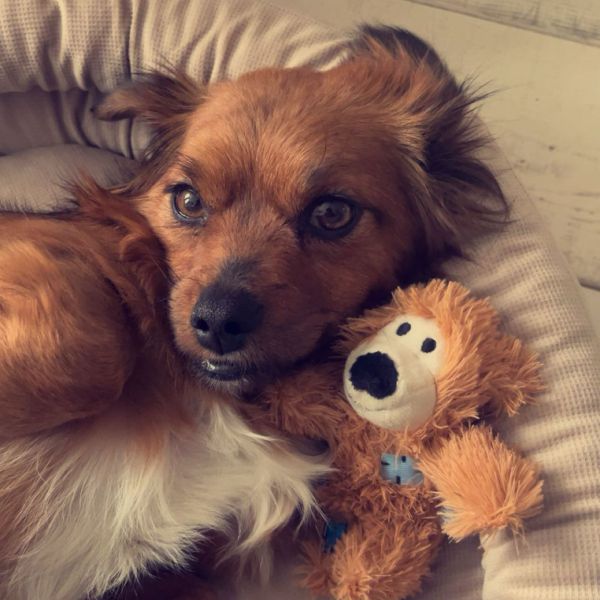 Molly uit Tilburg zoekt een Hondenoppas