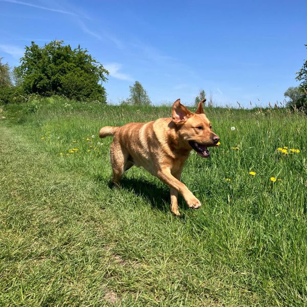 Bobbi uit Den Haag zoekt een Hondenoppas