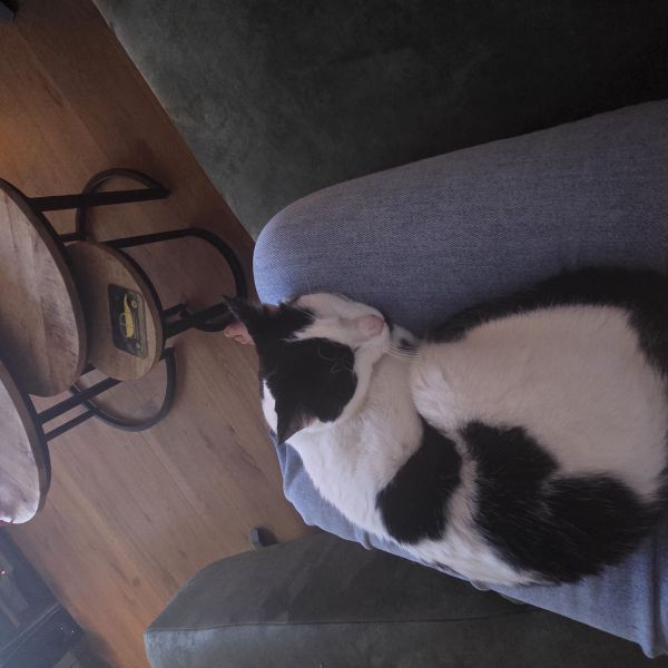 Nala uit Neerkant zoekt een Kattenoppas