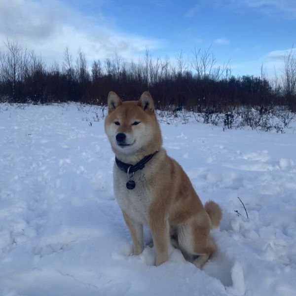 Negai uit Nieuwaal zoekt een Hondenoppas
