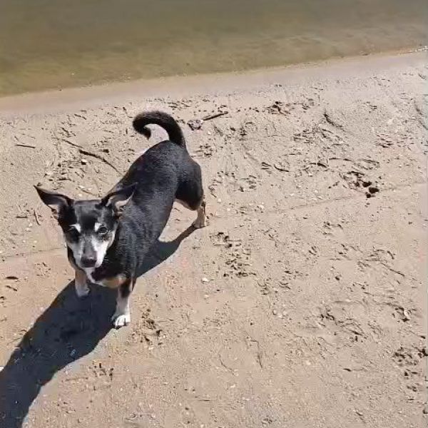 Nellie uit Haarlem zoekt een Hondenoppas