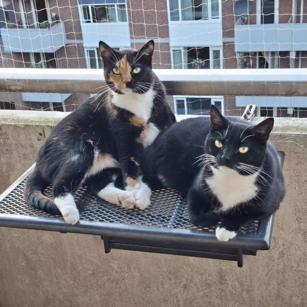 Nena en Kim uit Arnhem zoekt een Kattenoppas