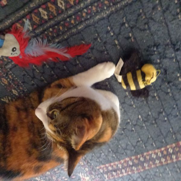 Noh uit Amsterdam zoekt een Kattenoppas