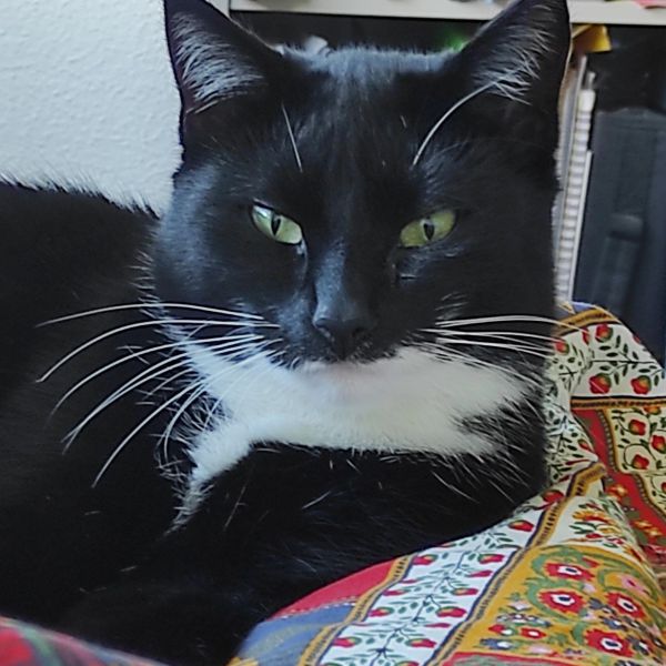 Noes uit Purmerend zoekt een Kattenoppas