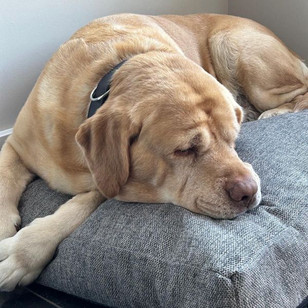 Olle uit Winterswijk zoekt een Hondenoppas