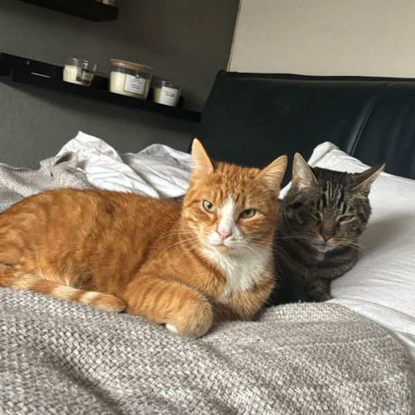 Orange en Dash uit Etten-Leur zoekt een Kattenoppas