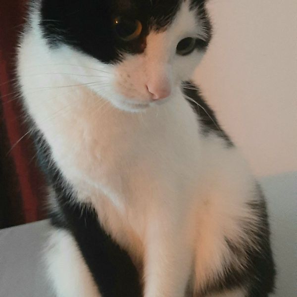 Oreo uit Beverwijk zoekt een Kattenoppas