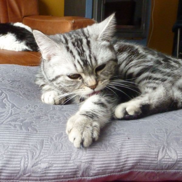 Juby, Jazzy uit Haaften zoekt een Kattenoppas