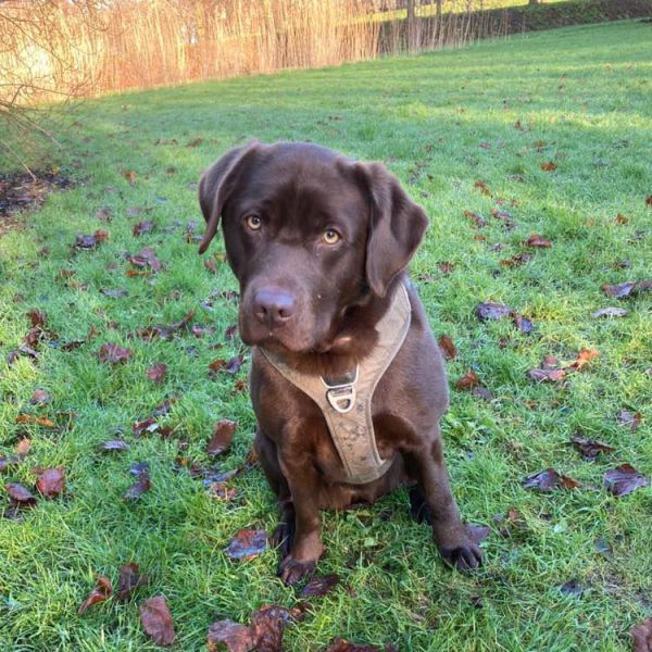Pacha uit Hoofddorp zoekt een Hondenoppas