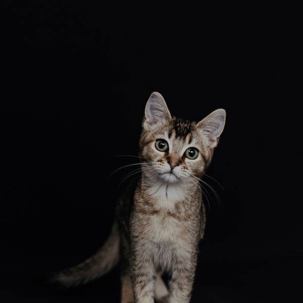 Finlay uit Alphen Aan Den Rijn zoekt een Kattenoppas