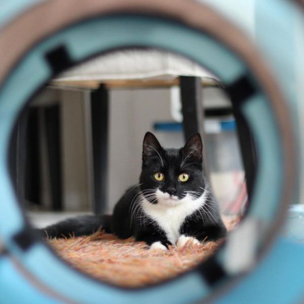 Aino uit Eindhoven zoekt een Kattenoppas